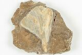 Fossil Ginkgo Leaf From North Dakota - Paleocene #201200-1
